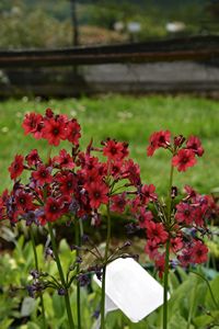 Japanese Primrose